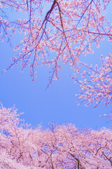 満開の桜と青い空