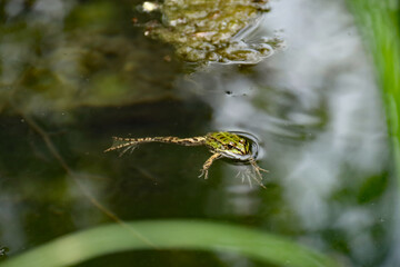 Teichfrosch