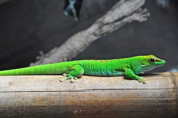 green gecko lizard on a branch - obrazy, fototapety, plakaty