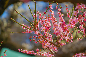 梅の木（大倉山梅園）
