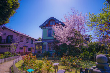 横浜元町の桜