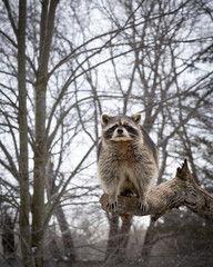 raccoon on a log