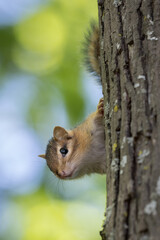 chipmunk on tree trunk