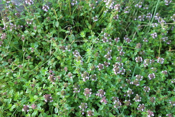 Flowers in a village countryside in summer