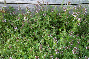 Flowers in a village countryside in summer