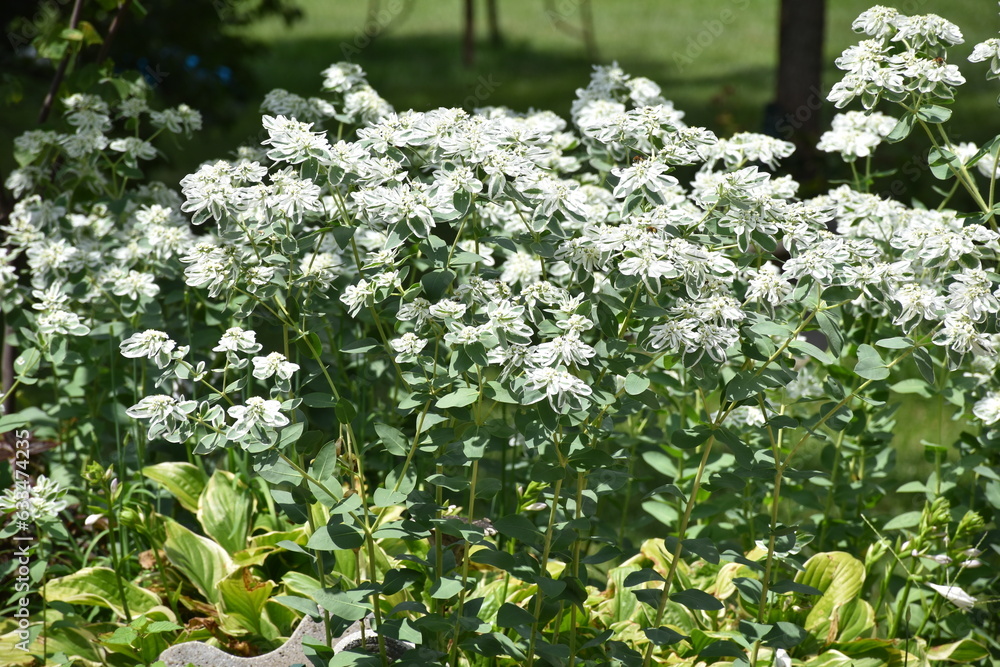 Poster white flowers in a garden