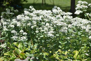 White Flowers in a Garden