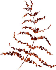 Autumn fern © Irina