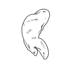 Hand Drawn Chicken Wing Food 