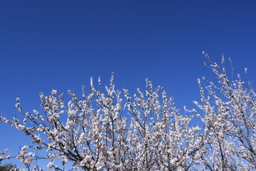 branches of a tree against the sky