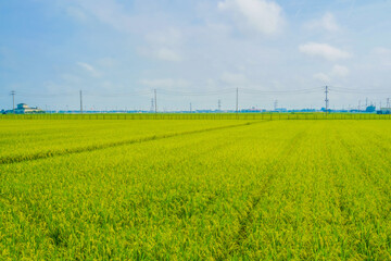 仙台平野の田園