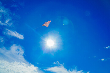 凧と青空