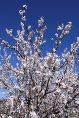 cherry tree blossom