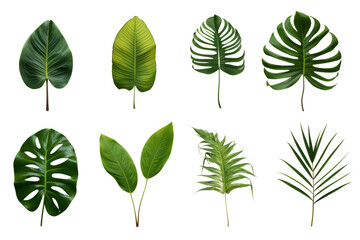 Set / Collection of Leaves isolated on transparent background cutout PNG 