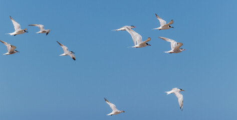 The beauty of the Yellow-billed tern found in Barra de Tramandaí in Rio Grande do Sul, Brazil.	