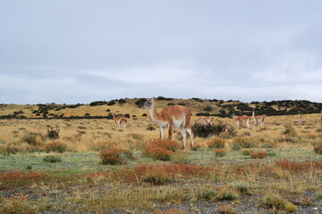 Fototapeta premium Llama en parque nacional torres del paine