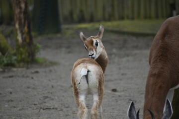 Deer showing his butt