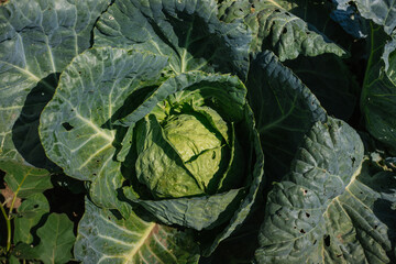 Fototapeta na wymiar Fresh green cabbage grows in the garden. Large cabbage leaves . Gardening and agriculture. Bright sunlight.