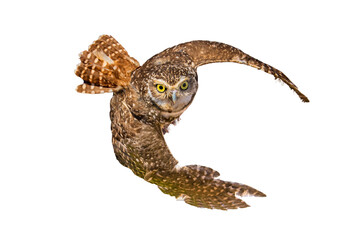 Burrowing Owl (Athene cunicularia) Photo, in Flight on a Transparent Background