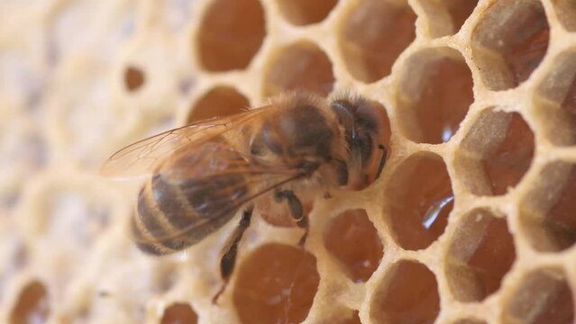 natural honeycombs with real working bees in beautiful light. macro footage