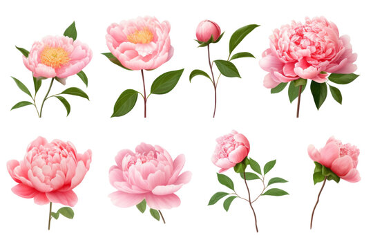 Top view / flat lay PNG images of a bouquet of pink roses, including flowers, buds, and leaves, separated on a transparent background for use in a design for a garden, perfume, or essential oil.