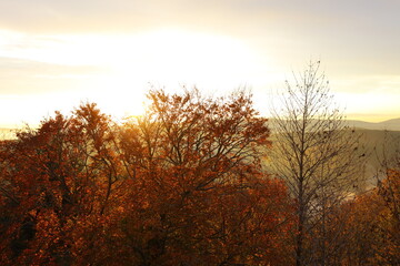 Herbstwald im Sonnenaufgang auf der Wegelenburg