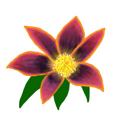 water lily isolated on white background