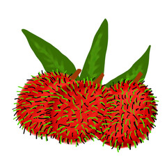 Rambutan fruit 