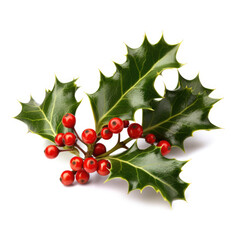 Leaves of mistletoe with berries isolated on white.Background