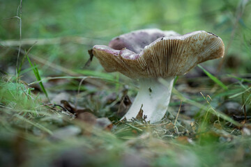 pojedynczy grzyb z blaszkami w lesie © Henryk Niestrój