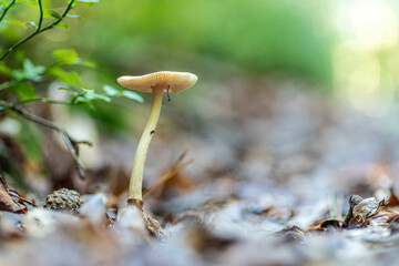 grzyby w lesie w Polsce