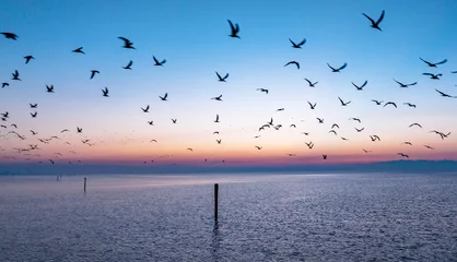 Fotobehang Kust Seagulls at Sunrise in Gulfport, MS  © ken