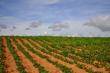 Campo de frijol, con sus hojas verdes destacándose sobre la tierra anaranjada y al fondo el cielo azul con nubes.