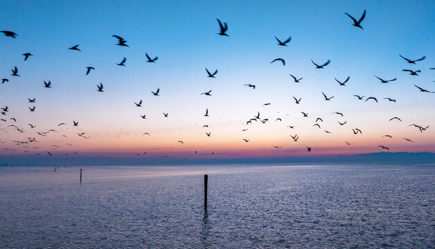 Seagulls at Sunrise in Gulfport, MS - Powered by Adobe