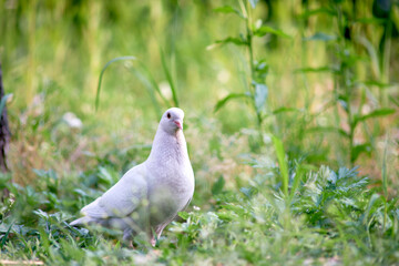 white dove/pigeon on the grass