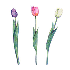Tulip flowers risograph retro illustration