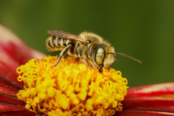 Small leafcutter bee gathering pollen in a coreopsis flower with blurred background and copy space