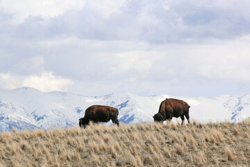 	
Bison on Antelope Island, Utah, in winter	