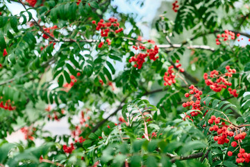 Rowan on a branch. Red rowan. Rowan berries on rowan tree. Sorbus aucuparia.