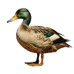 Obraz premium Male duck