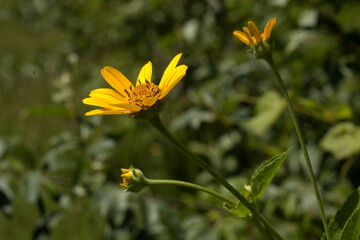 Yellow oxeye daisy blooming on a dark green background on a summer day in Iowa. 