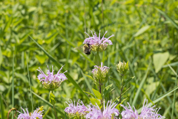 Brown belted bumblebee on a purple bee balm flower in the prairie on a summer day in Iowa. 