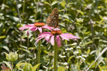 Great spangled fritillary butterfly on a purple coneflower in the prairie on a summer day in Iowa. 