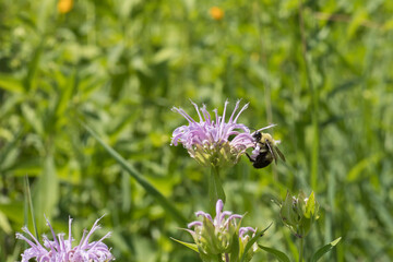 Brown belted bumblebee on a light purple bergamot flower in the prairie on a summer day in Iowa. 