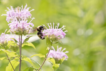 Bee on a bergamot flower in a prairie on a summer day in Iowa, closeup photo. 