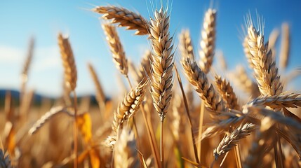 Obraz premium Field of wheat agriculture in summer.