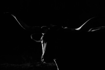 Texas longhorn cow face close up in dark low key lighting black and white.