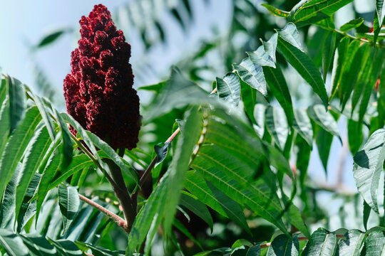 A tall ornamental plant Rhus typhina, a red flower of the sumac tree. The red flower of the sumac tree. Horned sumac, or fluffy sumac, vinegar tree
