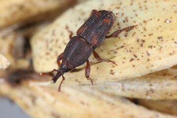 Rice weevil (Sitophilus oryzae), on a fragment of an ear of cereal.