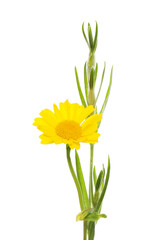 Corn marigold wildflower